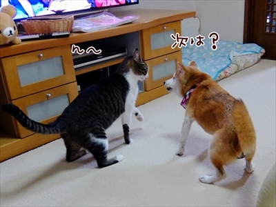 柴犬ひかりといちごと猫ミルキー