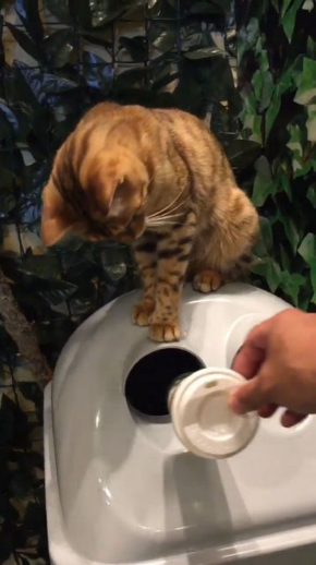 猫 ごみ 捨てる 京都 ヒョウ猫カフェ