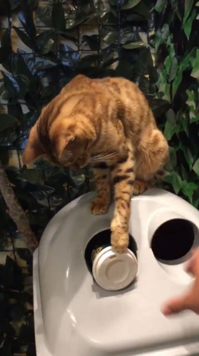 猫 ごみ 捨てる 京都 ヒョウ猫カフェ