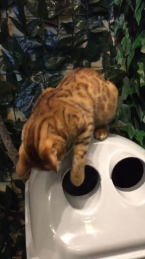 猫 ごみ 捨てる 京都 ヒョウ猫カフェ