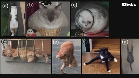 イグ・ノーベル物理学賞「猫は固体と液体になれるか？」の研究が受賞　液体が容器に合わせ形を変える性質に着目