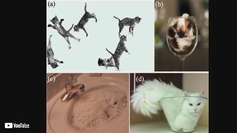 イグ・ノーベル物理学賞「猫は固体と液体になれるか？」の研究が受賞　液体が容器に合わせ形を変える性質に着目