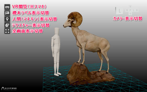 ヨシモトコレクション 剥製 3Dモデル 国立科学博物館