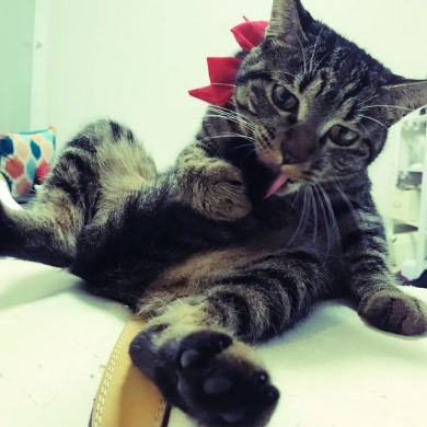 猫 画像 ツイッタ−にアップするだけの30歳 女子