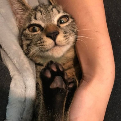 猫 画像 ツイッタ−にアップするだけの30歳 女子