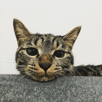 猫 画像 ツイッタ−にアップするだけの30歳 女子