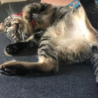 猫 画像 ツイッタ−にアップするだけの30歳 女子