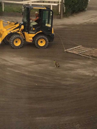 猫 動かない トラクター 整地