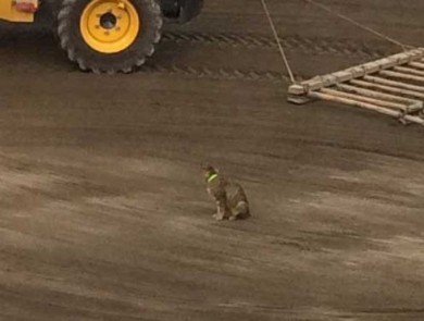 猫 動かない トラクター 整地