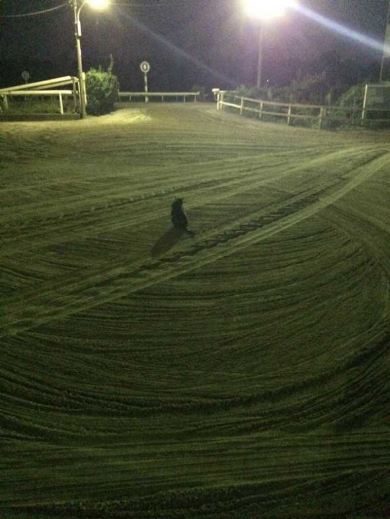 猫 動かない トラクター 整地