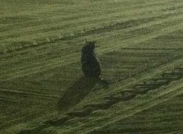 猫 動かない トラクター 整地