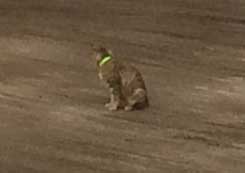 猫 動かない トラクター 整地