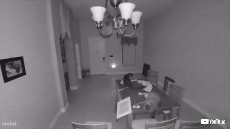 猫 防犯アラーム