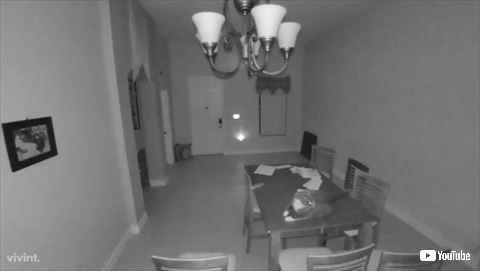 猫 防犯アラーム