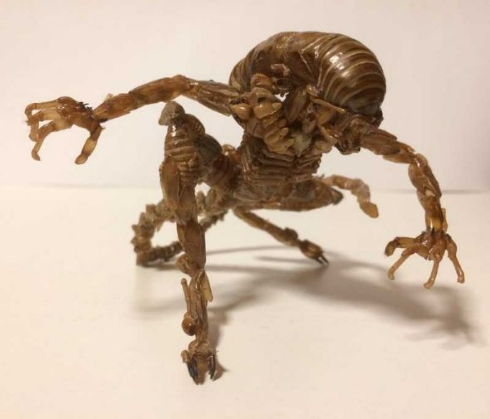 蝉の抜け殻 エイリアン