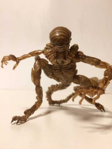 蝉の抜け殻 エイリアン