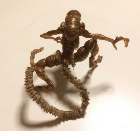 蝉の抜け殻 エイリアン