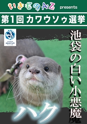 カワウソ総選挙中間発表