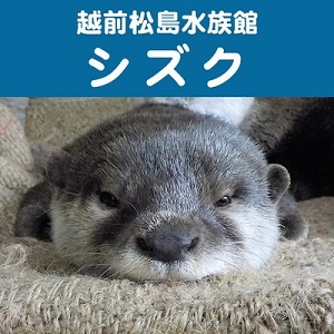 カワウソ総選挙中間発表