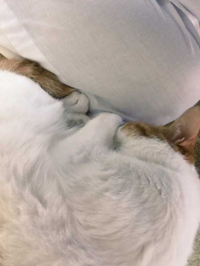 長楽寺 猫 三位一体 住職