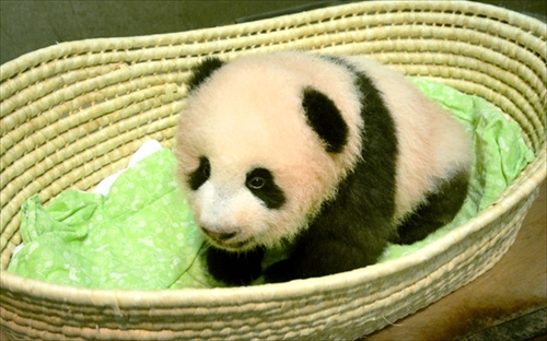 上野動物園ジャイアントパンダ