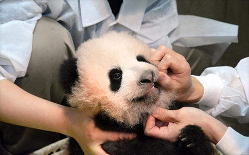 上野動物園ジャイアントパンダ