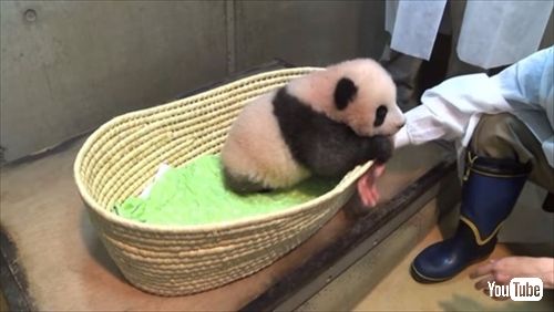 上野動物園ジャイアントパンダ