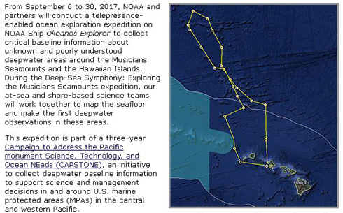 お尻っぽい形の新種のクシクラゲ