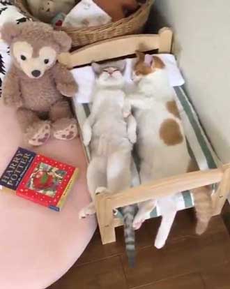 猫 添い寝 寝顔 ベッド ぬいぐるみ