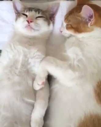 猫 添い寝 寝顔 ベッド ぬいぐるみ