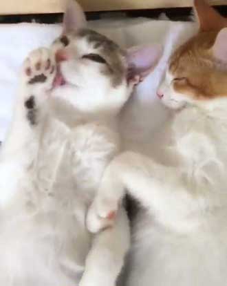 猫 添い寝 寝顔 ベッド ぬいぐるみ