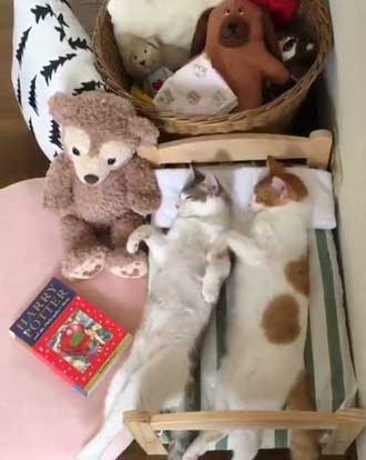 猫 添い寝 寝顔 ベッド ぬいぐるみ