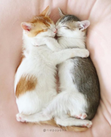 猫 添い寝 寝顔 ベッド ぬいぐるみ