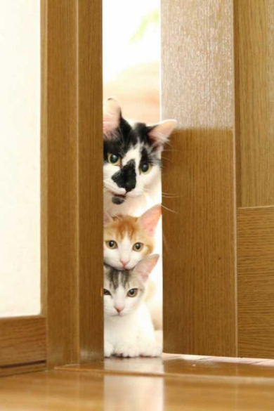 猫 添い寝 寝顔 ベッド ぬいぐるみ