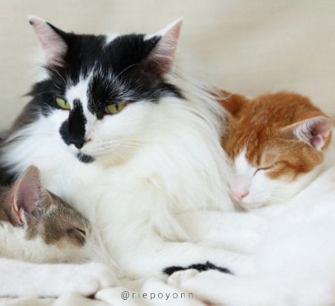 猫 添い寝 寝顔 ベッド ぬいぐるみ