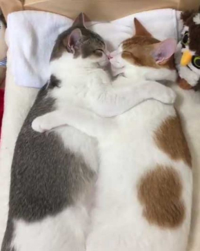 猫 添い寝 寝顔 ベッド ぬいぐるみ