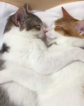 猫 添い寝 寝顔 ベッド ぬいぐるみ