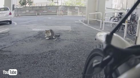 ねこ