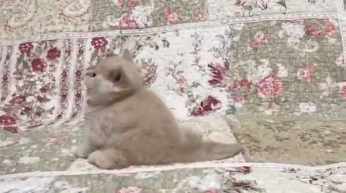 猫 モコモコ ぬいぐるみ