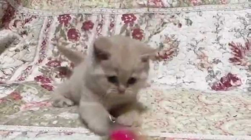 猫 モコモコ ぬいぐるみ