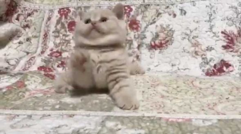 猫 モコモコ ぬいぐるみ