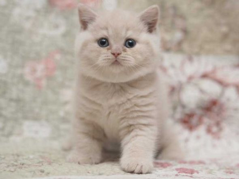 猫 モコモコ ぬいぐるみ