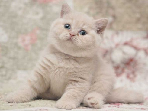 猫 モコモコ ぬいぐるみ