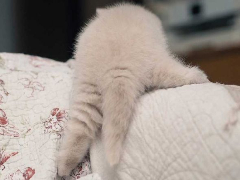 猫 モコモコ ぬいぐるみ