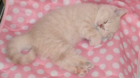 猫 モコモコ ぬいぐるみ