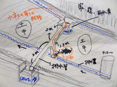 排水溝 子猫 救出 ペットボトル
