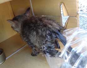 排水溝 子猫 救出 ペットボトル