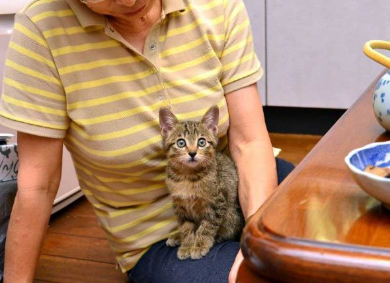 排水溝 子猫 救出 ペットボトル