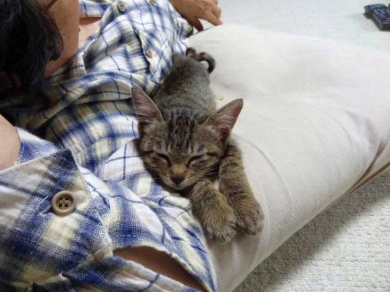 排水溝 子猫 救出 ペットボトル