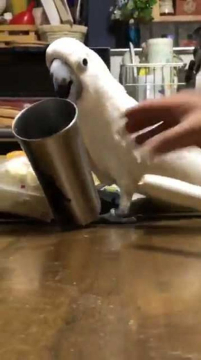 やらかした感 タイハクオウム 表情 鳥